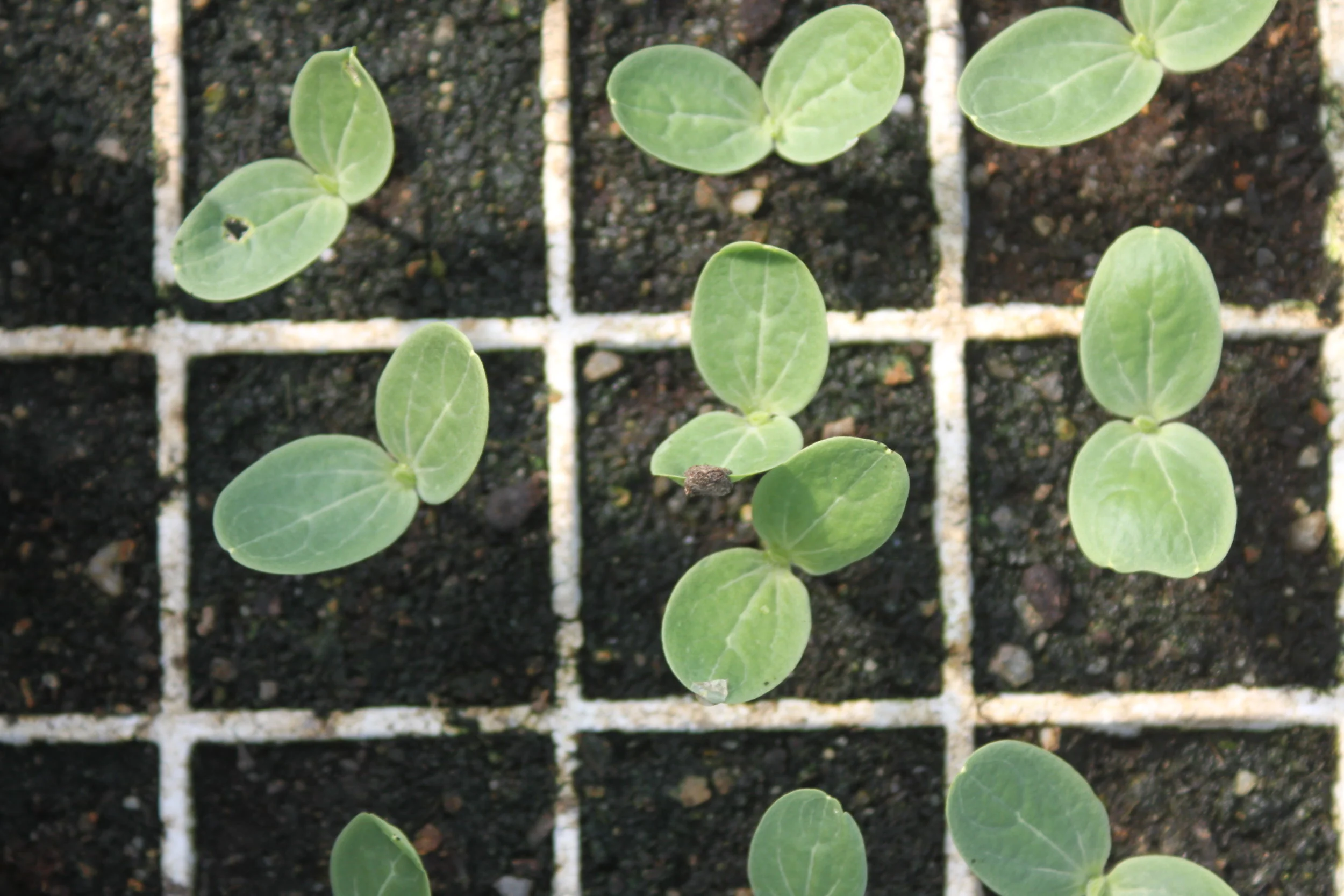 Seedling trays in the farm greenhouse