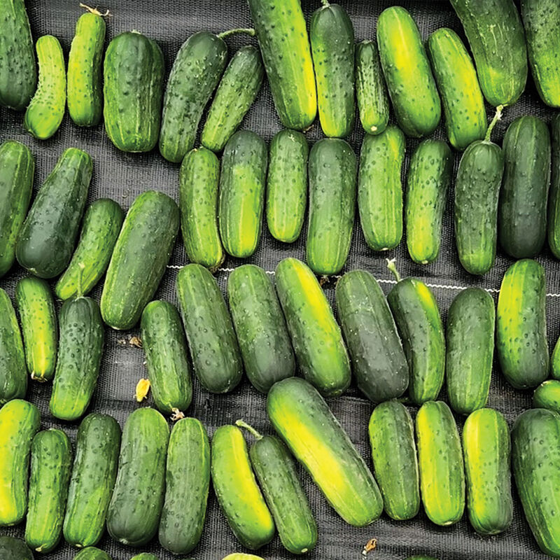 Pickling cucumber