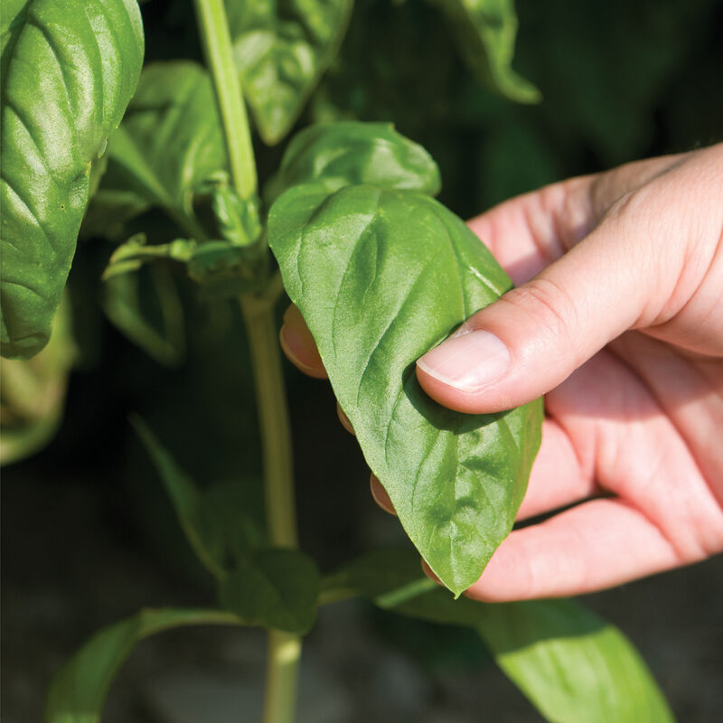 Genovese Basil