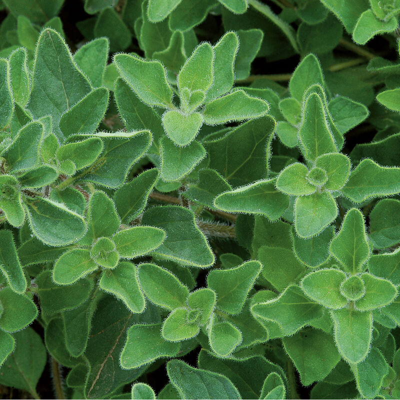 Oregano