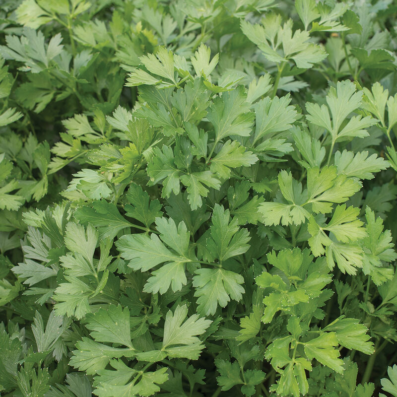Parsley