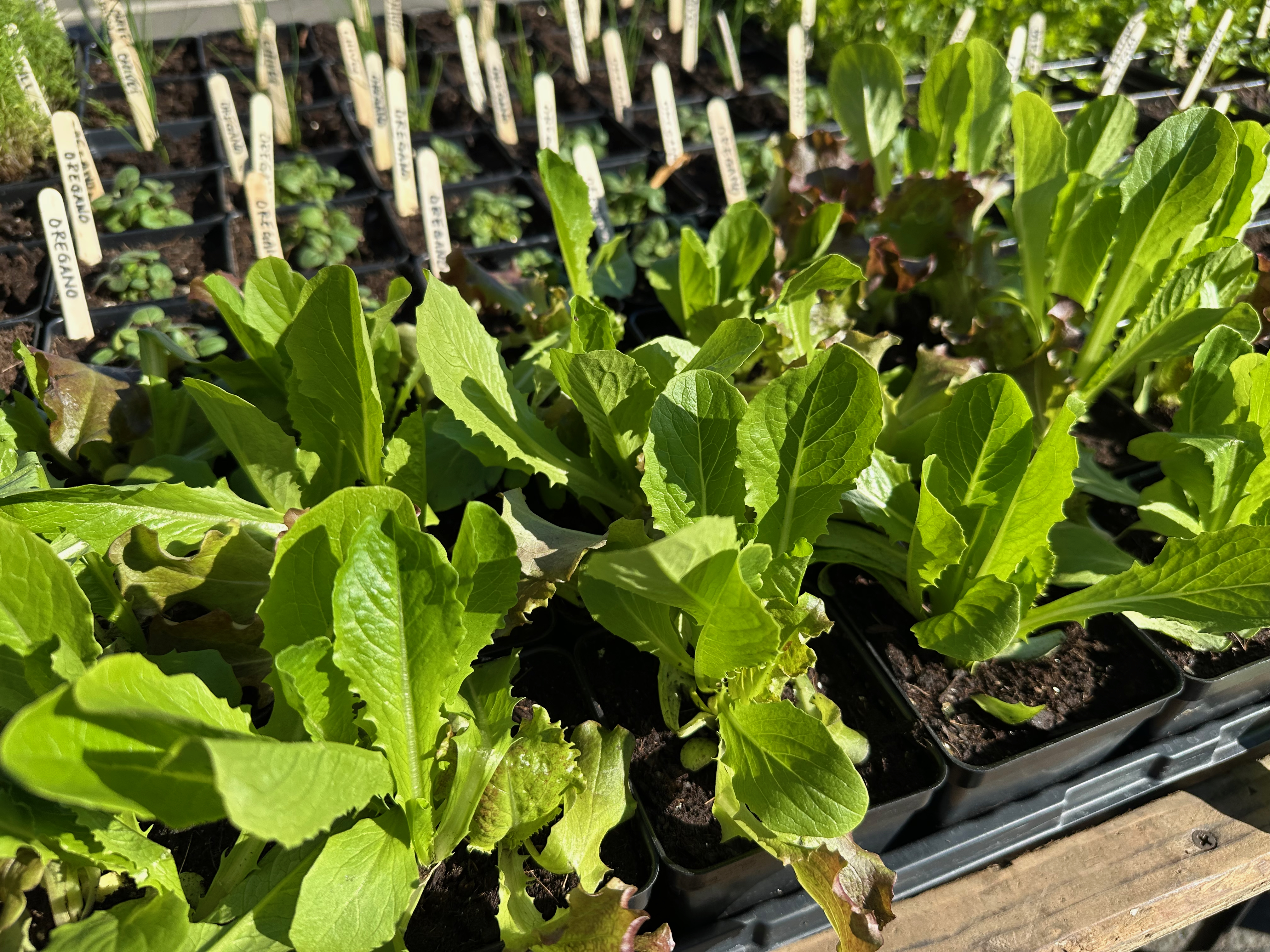 Assorted lettuce varieties