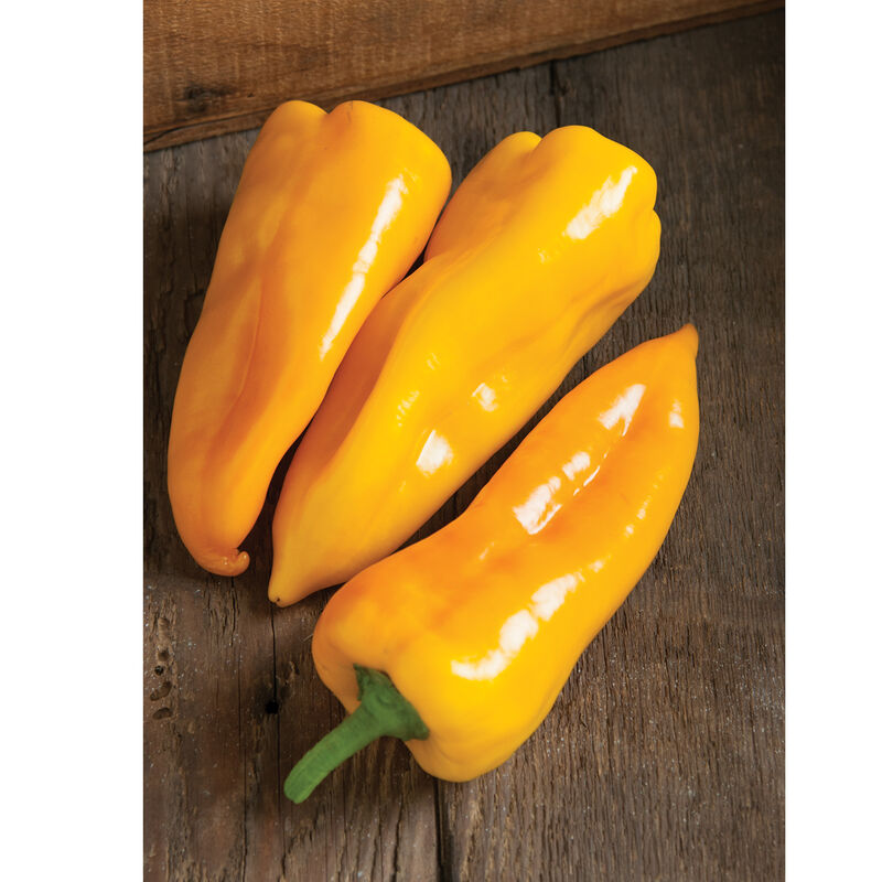 Escamillo pepper