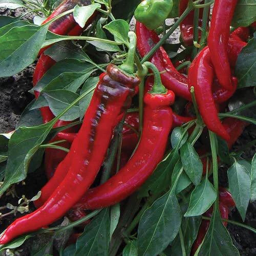Jimmy Nardello pepper