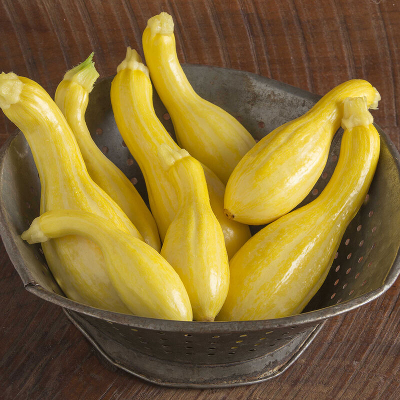 Yellow Squash