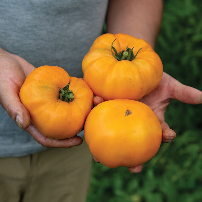 Dr. Wyche tomato