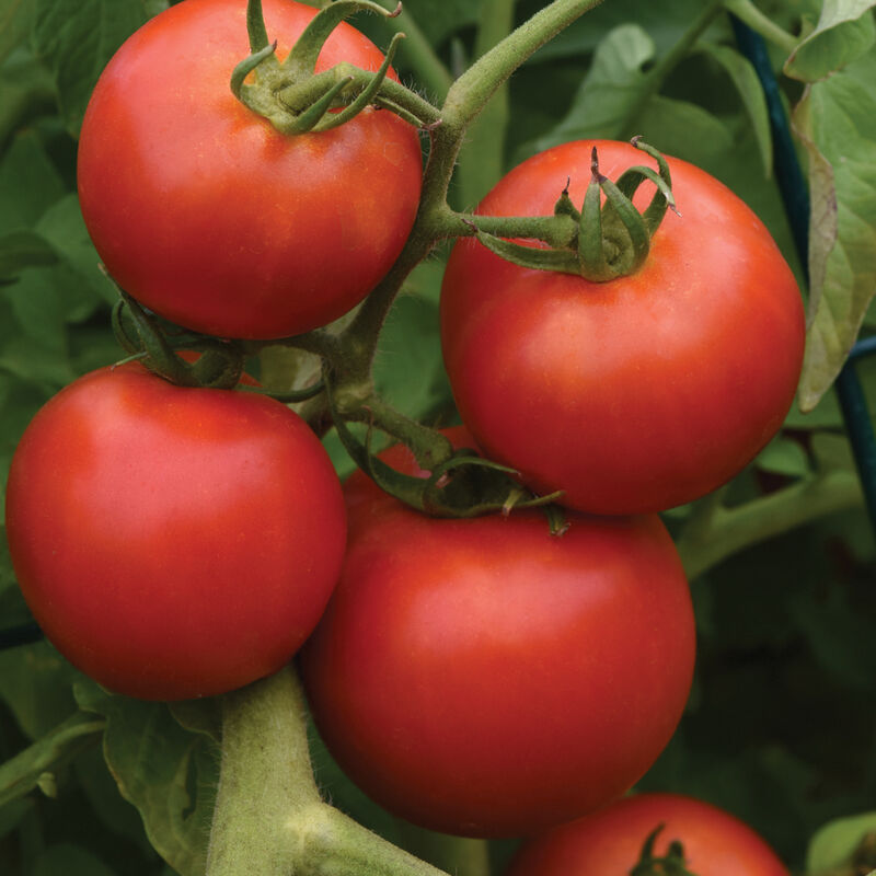 Early Girl tomato
