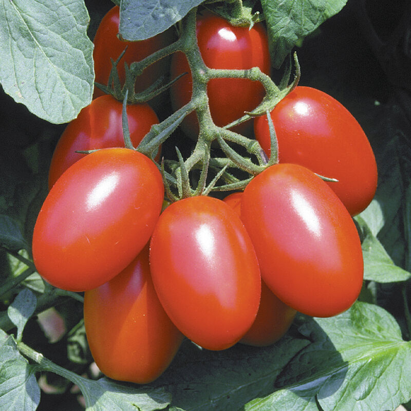 Juliet tomato