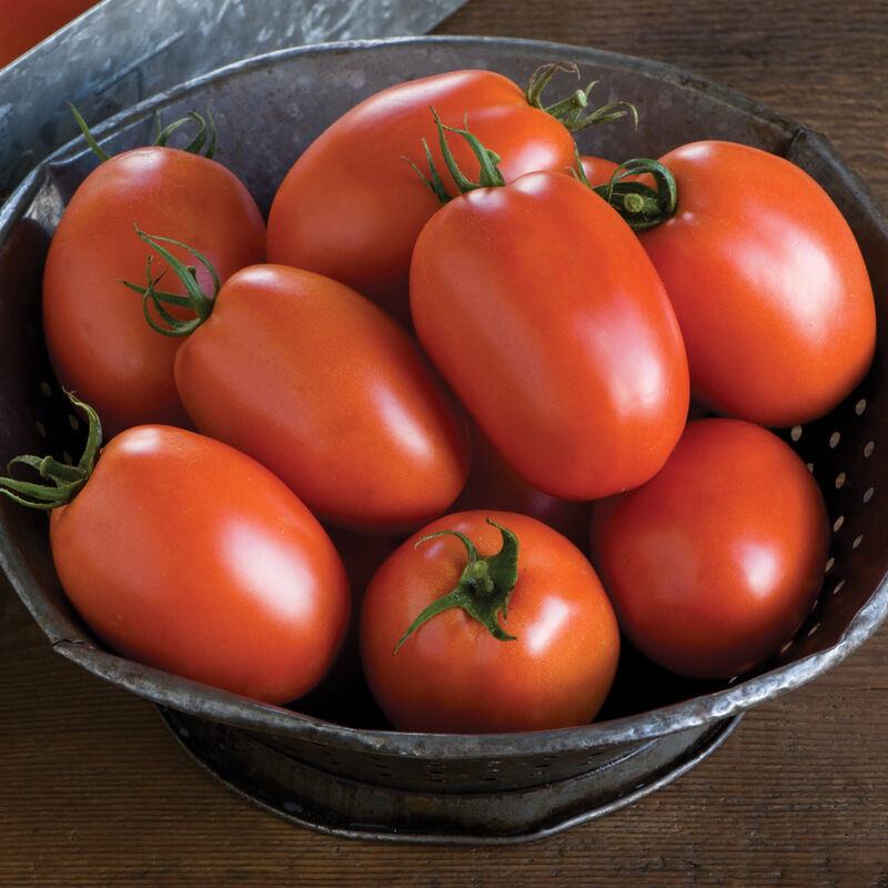 Plum tomato