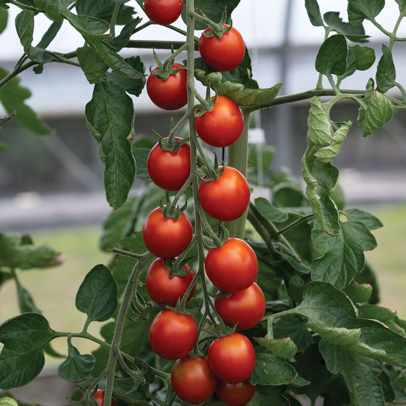 Red Cherry tomato