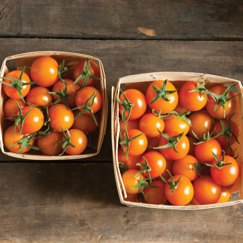 Sun Gold cherry tomato